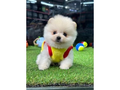 Safkan pomeranian boo köpeklerimiz