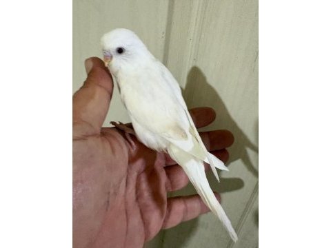 31 günlük albino oğlan bebek muhabbet kuşu