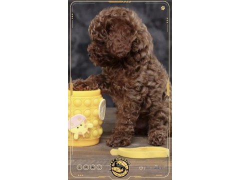 Toy poodle yavrularımız