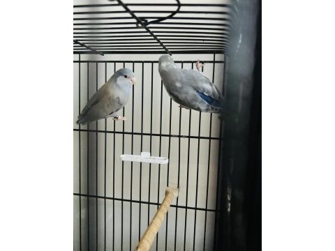 Forpus takım (blue fallow, pied)