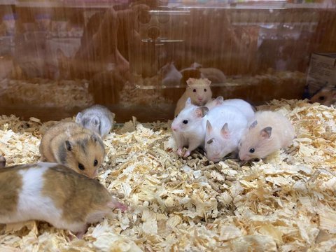 Hamsterlar geldi