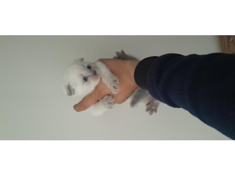 Bluepoint british shorthair yavrular