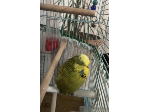 Jumbo erkek damızlık muhabbet kuşu