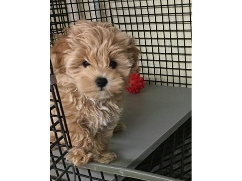 Sağlık garantili maltipoo