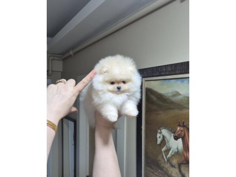 Üst kalite teacup pomeranian orijinal ırk minik prenses