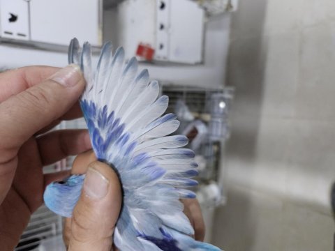 Yeme yeni düşmüş ve düşecek dişi forpus bebekler