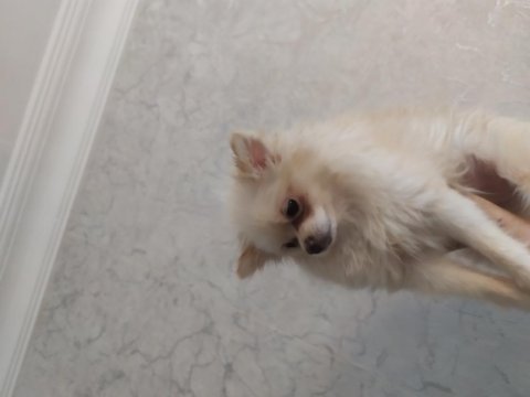 Mini pomeranian köpeğimiz