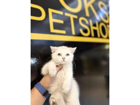 Britsh shorthair yavrular iki aylık