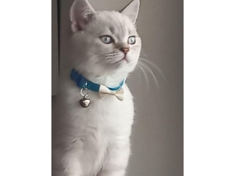 4 aylık british longhair tüm parazit aşıları yapıldı