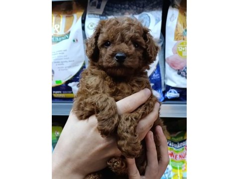 Safkan toy poodle bebeklerimiz bakırköy