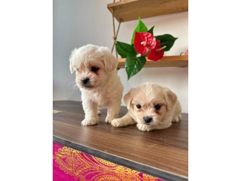 Sevimli maltipoo canlar