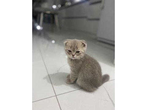 Acil verilecek tatlı scottish fold kedilerimiz