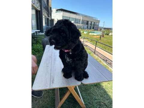 Sakin çok güzel bir poodle yavru