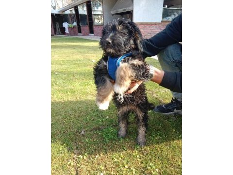 Malta terrier