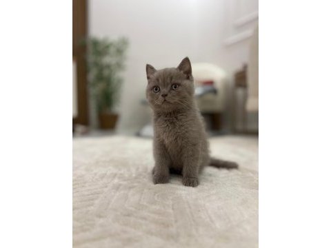 3 aylık british lilac erkek yavru