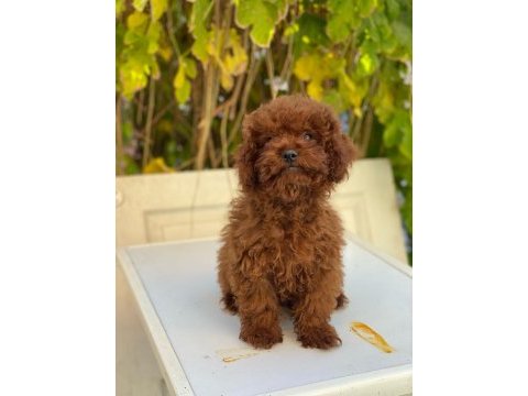 Kore toy poodle yavrularımız
