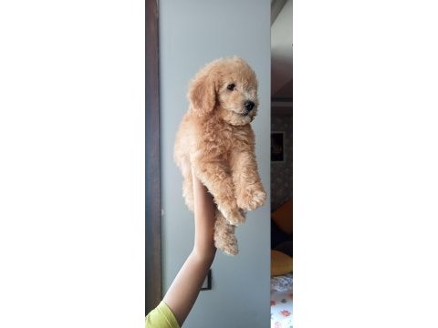 Yavru toy poodle