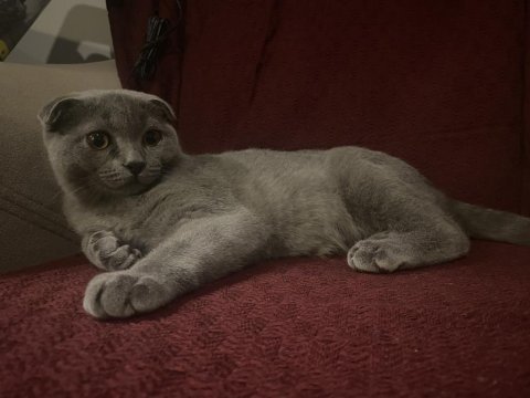 Scottish fold 4 aylık