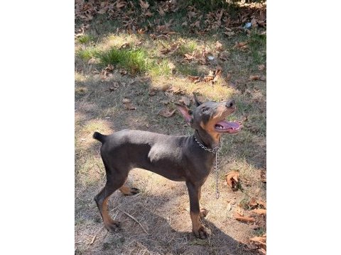 Blue dişi doberman