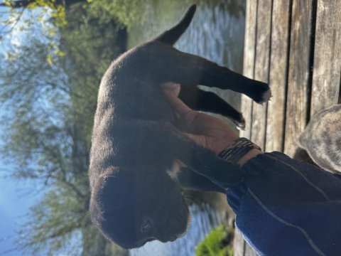 45 günlük safkan şecereli french bulldog yavrularımız