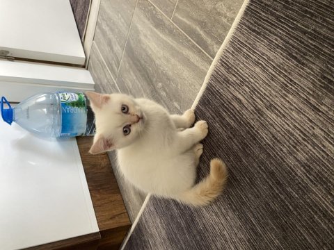 British shorthair kedimize yeni sahibini arıyoruz