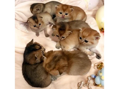 Orjinal golden ny12 ve ny25 british shorthair yavrular