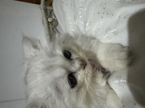 2 aylık yavru british longhair bebekler