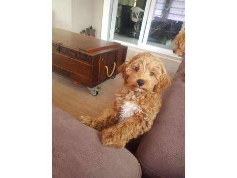 A kalite f2 maltipoo erkek yavrular