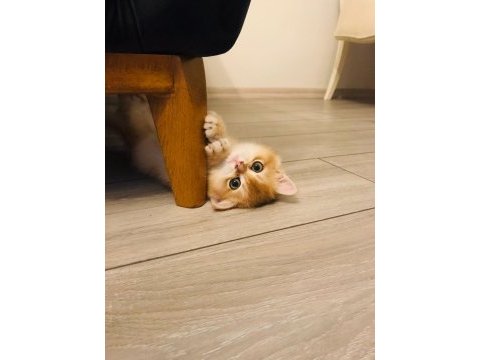 4 aylık british shorthair sahiplendirme
