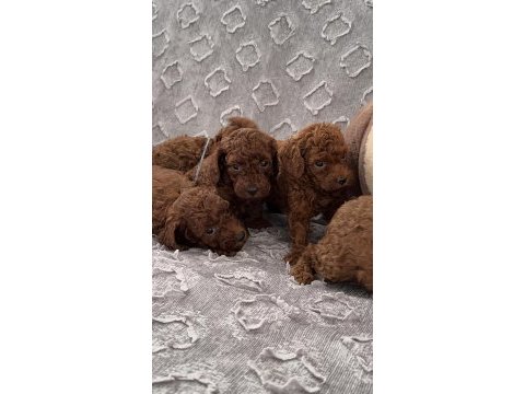 Toy poodle yavrular
