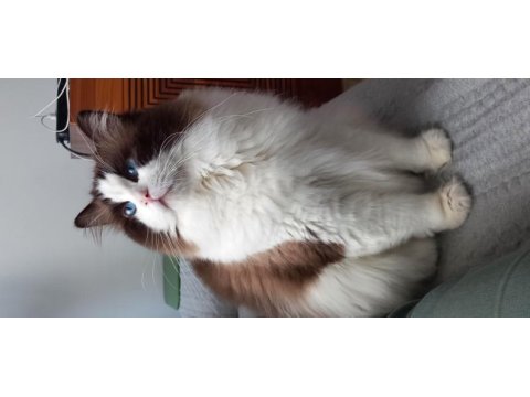 Tr en yakışıklısı ragdoll