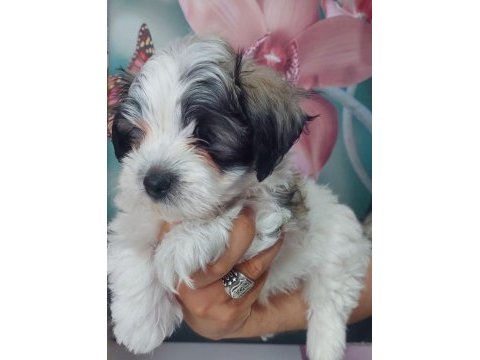 Yakışıklı şampiyon maltese terrier