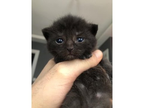Scottish fold ve british yavrularımız