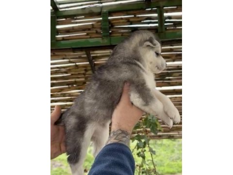 Renk dağılımı mükemmel husky bebeklerim