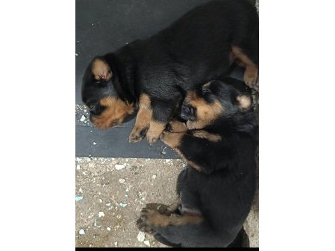 Dişi erkek ve dişi rottweiler yavrular