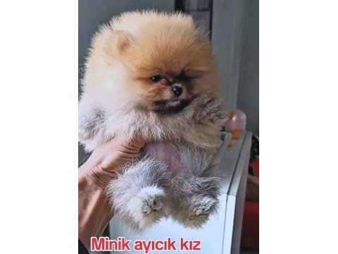 Orijinal pomeranian boo köpeği