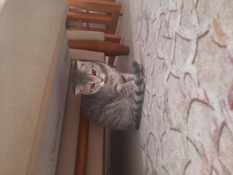 British shorthair kedimiz