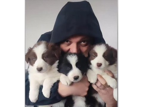 Çok iyi border collie yavruları istanbul