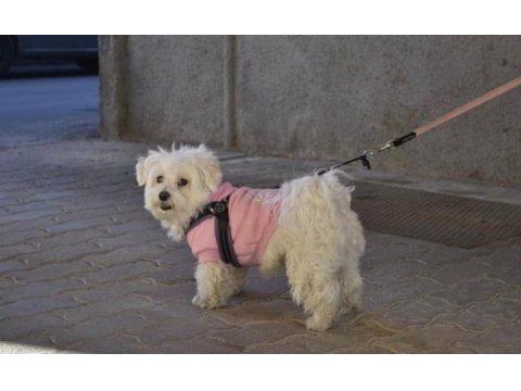 Özel kan ender güzellikte maltese