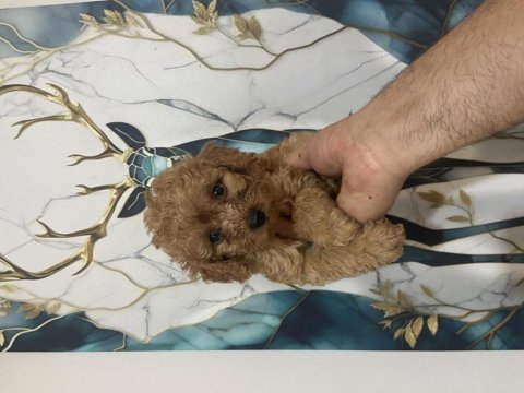 Kaliteli toy poodle bebekler