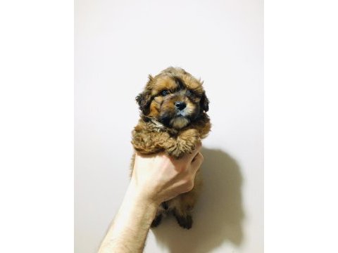 Fantom tricolor maltipoo