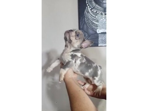 French bulldog lilac merle tan isabella carrier