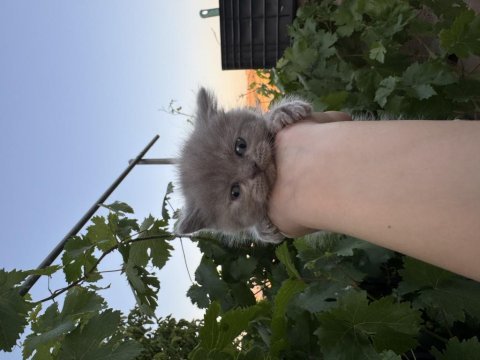 35 günlük safkan british shorthair yavruları yuva arıyor