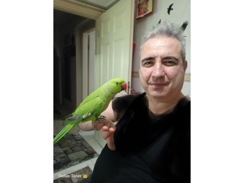 Varmı böylesi pakistan papağanı
