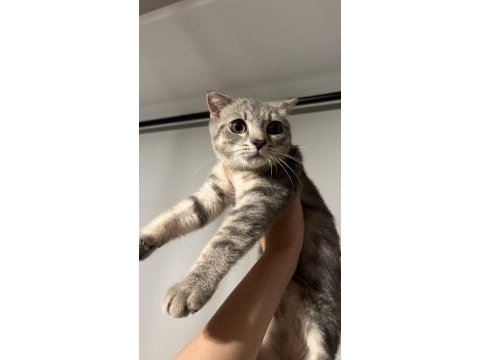 British shorthair 3,5 aylık