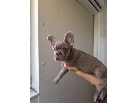 Egzotik french bulldog yavrular