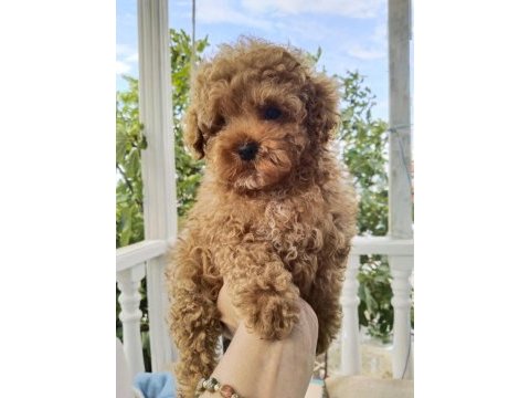 3 aylık erkek toy poodle