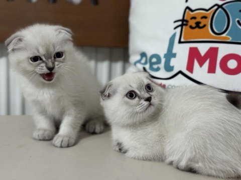 Ankarada ziyatere açık scottish fold yavrularımız