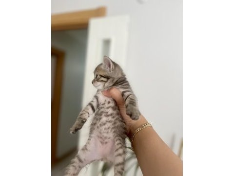 British golden erkek kedi