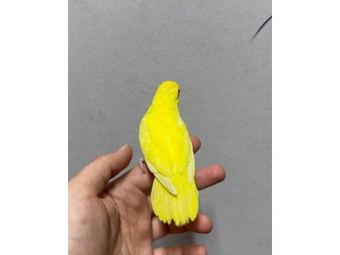 Forpus yavru papağanlarımız gönderim vardır